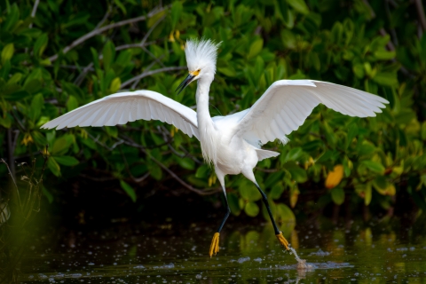 Snowy egret taking flight in a wetland