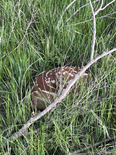 White-tailed deer fawn lying in grass