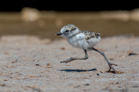 Wilsons plover chick