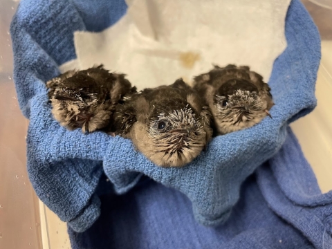 three chimney swift chicks in hand