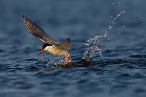 Arctic tern foraging for fish in the Norton Sea in Alaska