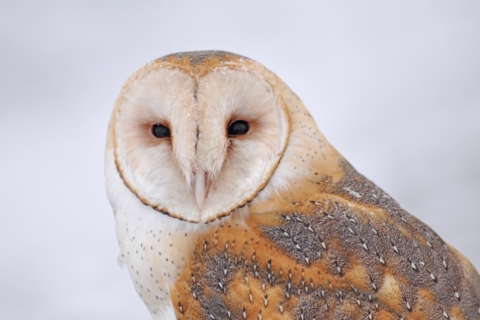 Close up of a barn owl looking at the camera.