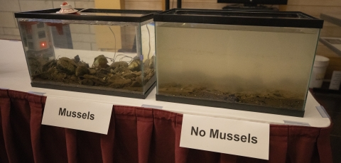 A picture demonstrating the incredible filtration capacity of freshwater mussels by using two tanks. After only 30 minutes, the aquarium with freshwater mussels contains crystal clear water while the one without mussels is still very cloudy and turbid.