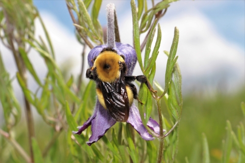 A closeup view of a bumblebee on a purple flower.