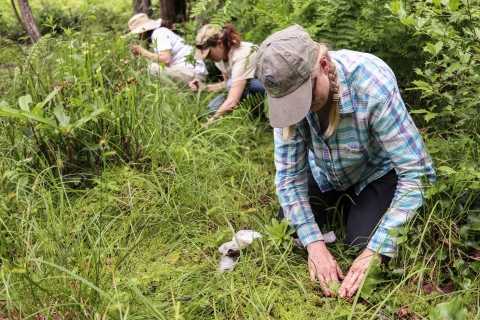 Three people planting swamp pink plants at a western North Carolina bog