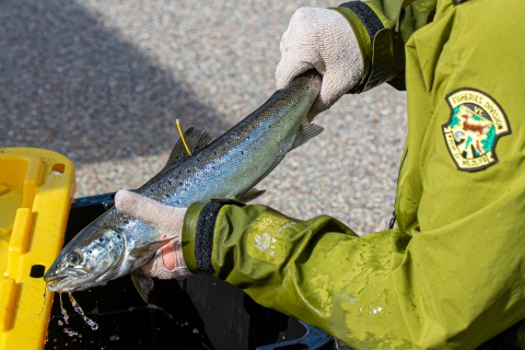 A pair of gloved hands hold a live Atlantic salmon