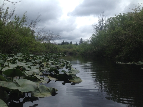 Slow-moving river with water plants and shrubs on either side.