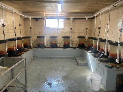 Rainbow trout eggs in hatching jars at Norfork National Fish Hatchery