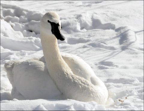 Trumpeter Swan In Snow