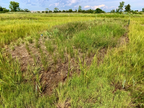 A large mound of soil is topped by green grasses, with an expanse of grasses and a partly cloudy sky beyond