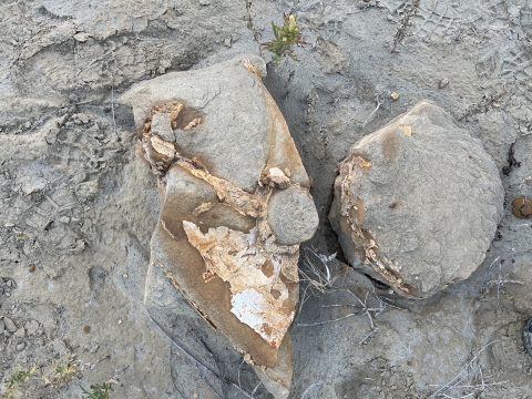 Fossil fragments embedded in rock.