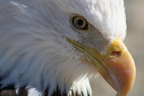 Bald eagles view