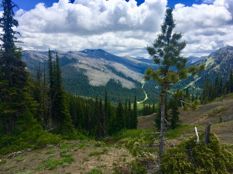 A tall whitebark bine stands in the foreground. Behind it is a large valley dotted with evergreen trees.