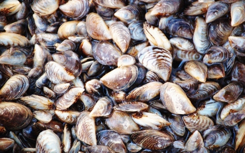 Invasive zebra mussels