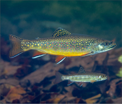 LCFWCO - Brook Trout