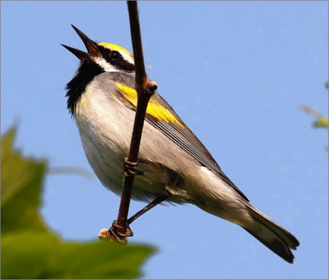 LCFWCO - Golden-Winged Warbler