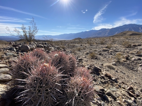 desert landscape with closeup of red prickly plant