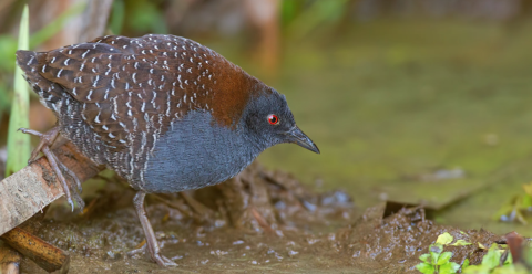 A blue and tan bird.