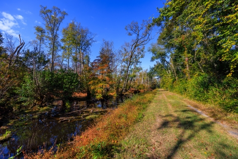 A dirt road adjacent to a water-filled ditch, bordered by trees on both sides.