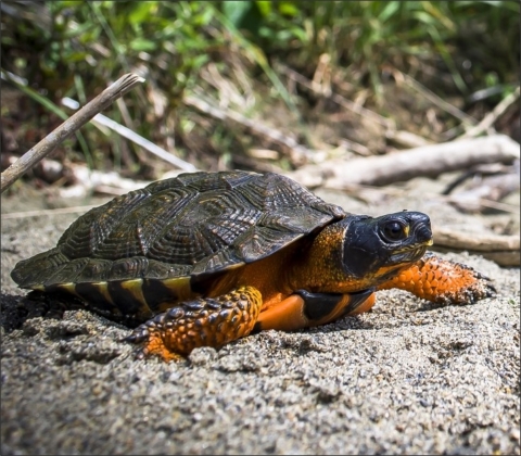 LCFWCO - Wood Turtle