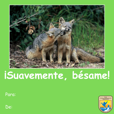 Gráfico de una tarjeta verde del Día de San Valentín con una foto de dos zorros isleños (Urocyon littoralis). Texto debajo que lee ¡Suavemente, bésame!” y “para y de.” Logotipo del Servicio para Peces y Vida Silvestre de los Estados Unidos (USFWS) en la esquina inferior derecha. 