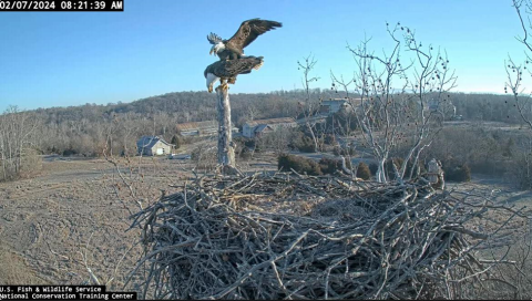 Male and female eagle on perch above nest