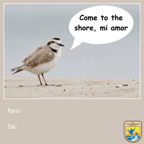 Gráfico de una tarjeta café del Día de San Valentín con una foto de un chorlo nevado (Charadrius nivosus) en la playa diciendo “come to the shore, mi amor” y “para y de.” Logotipo del Servicio para Peces y Vida Silvestre de los Estados Unidos (USFWS) en la esquina inferior derecha. 