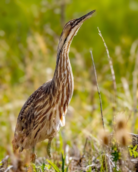 A brown and white bird with a long neck standing in some grasses