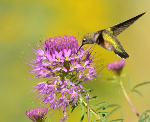 Broad-tailed hummingbird feeding on rocky mountain beeplant at Seedskadee National Wildlife Refuge