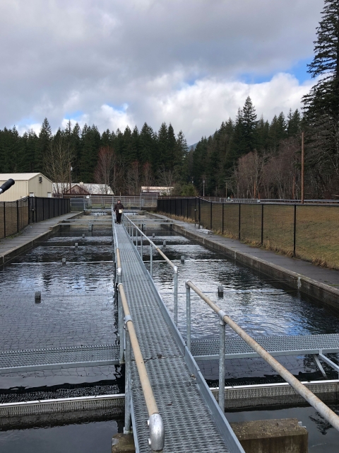 Carson National Fish Hatchery raceway