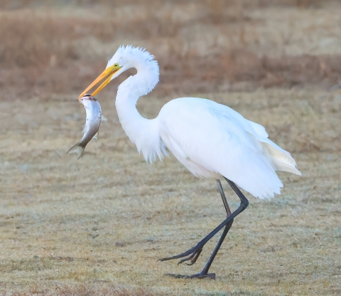 On sale Egret