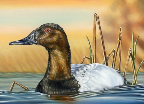 Junior Duck Stamp Contest U.S. Fish Wildlife Service