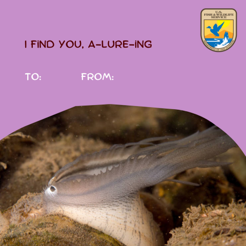  A graphic is made to look like a Valentine’s Day card with hearts and designs. A close up view of a mussel with its fleshy lure projecting from its opening. Text on the graphic reads I find you, a-lure-ing.