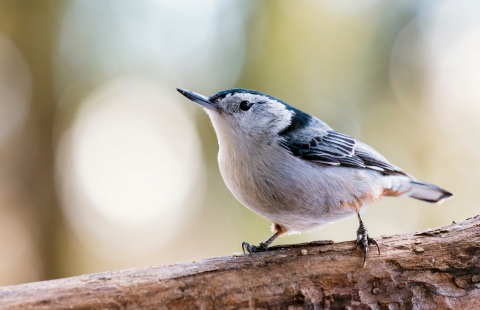 A small bird with a pointy beak, perches on the branch of a tree.