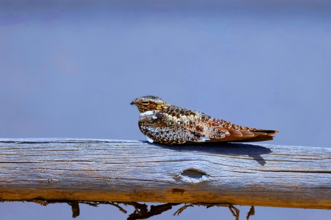 A common nighthawk sitting on a branch