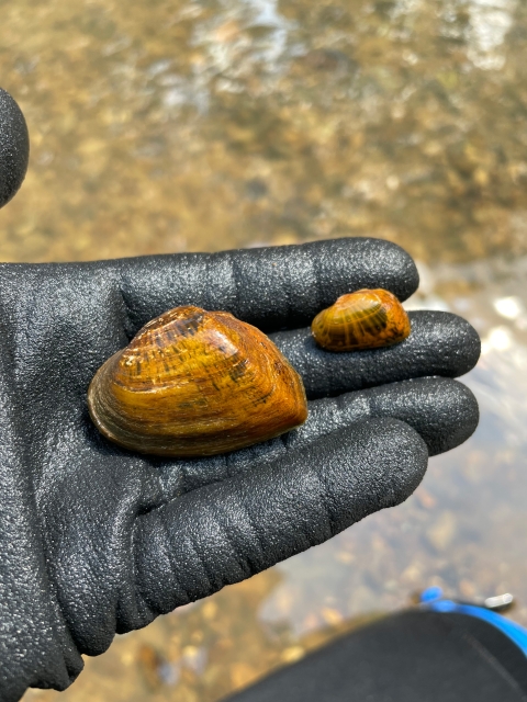 A biologist holds two snuffbox mussels in a gloved hand