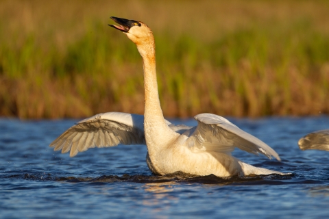 Tundra swan swims solo.