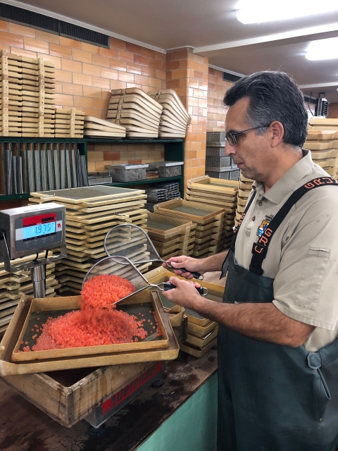 weighing salmon eggs