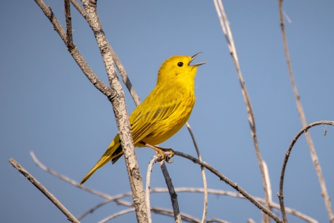 A yellow warbler singing