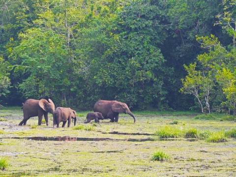 Elephants walking across a grassy field with lush trees in the background