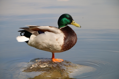 Mallard