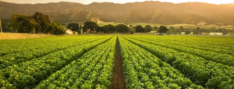 agriculture fields