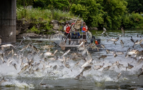 A half dozen large silver fish jumping out of the water to a height of six feet.