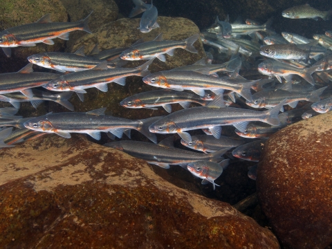 Peamouth in Abernathy Creek, Washington