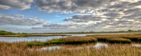 Coastal marsh