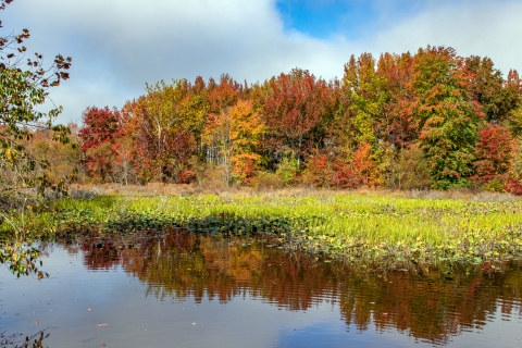 A photo of a wetland with colorful trees in the background.