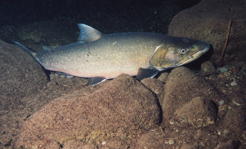 Bull trout