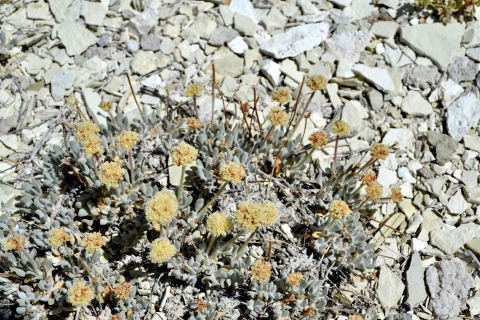 yellow-orange flowers on a short compact plant with many small greyish-green leaves