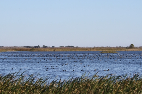 Several species of waterfowl resting in a pool on Pintail Drive. 