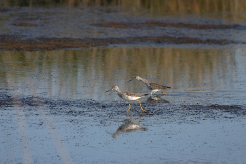 Greater Yellowlegs